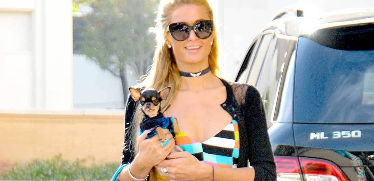 paris hilton miniature pinscher