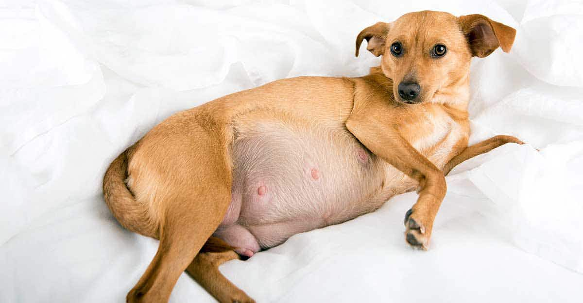 pregnant dog terrier