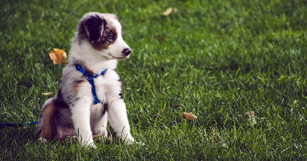 puppy grass playing