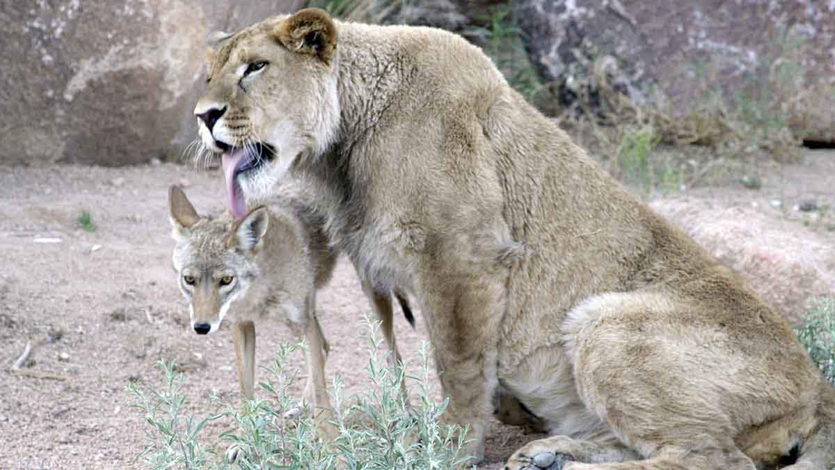 Anthony the lion and Riley the coyote