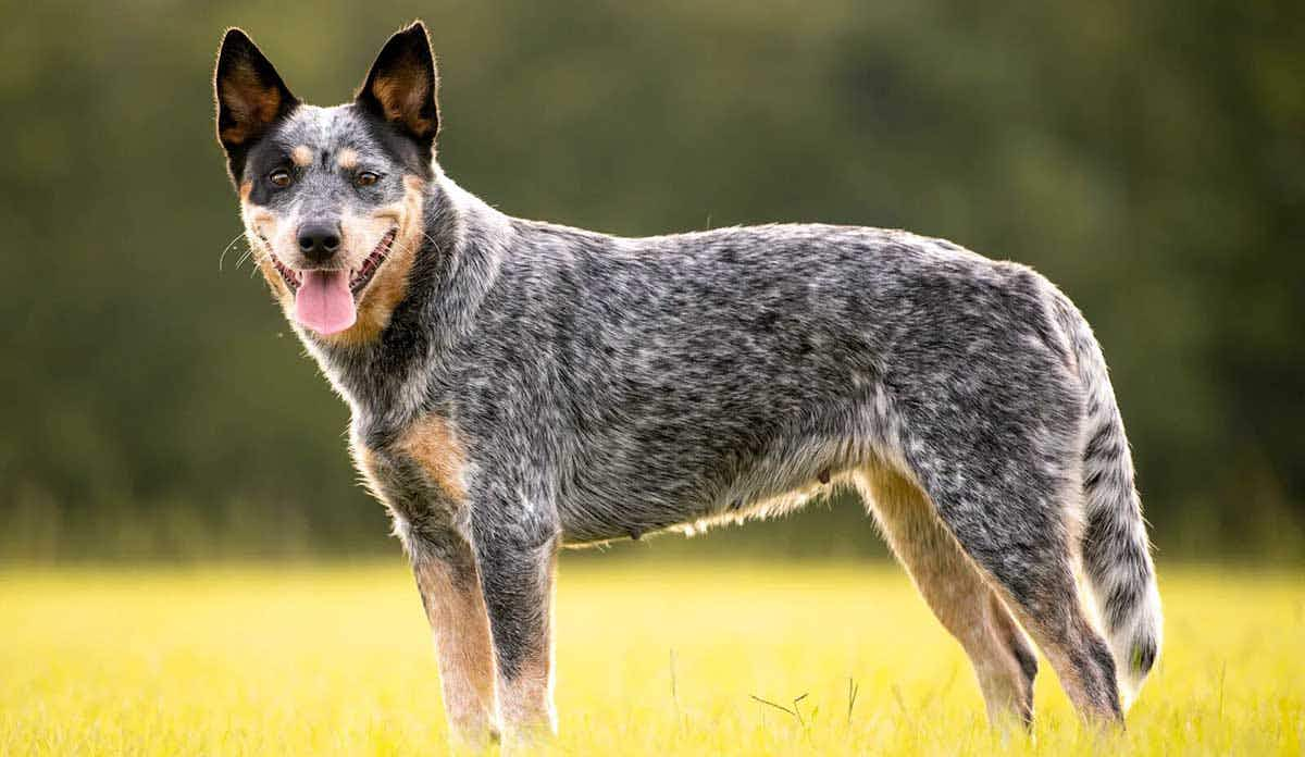 Australian cattle dog