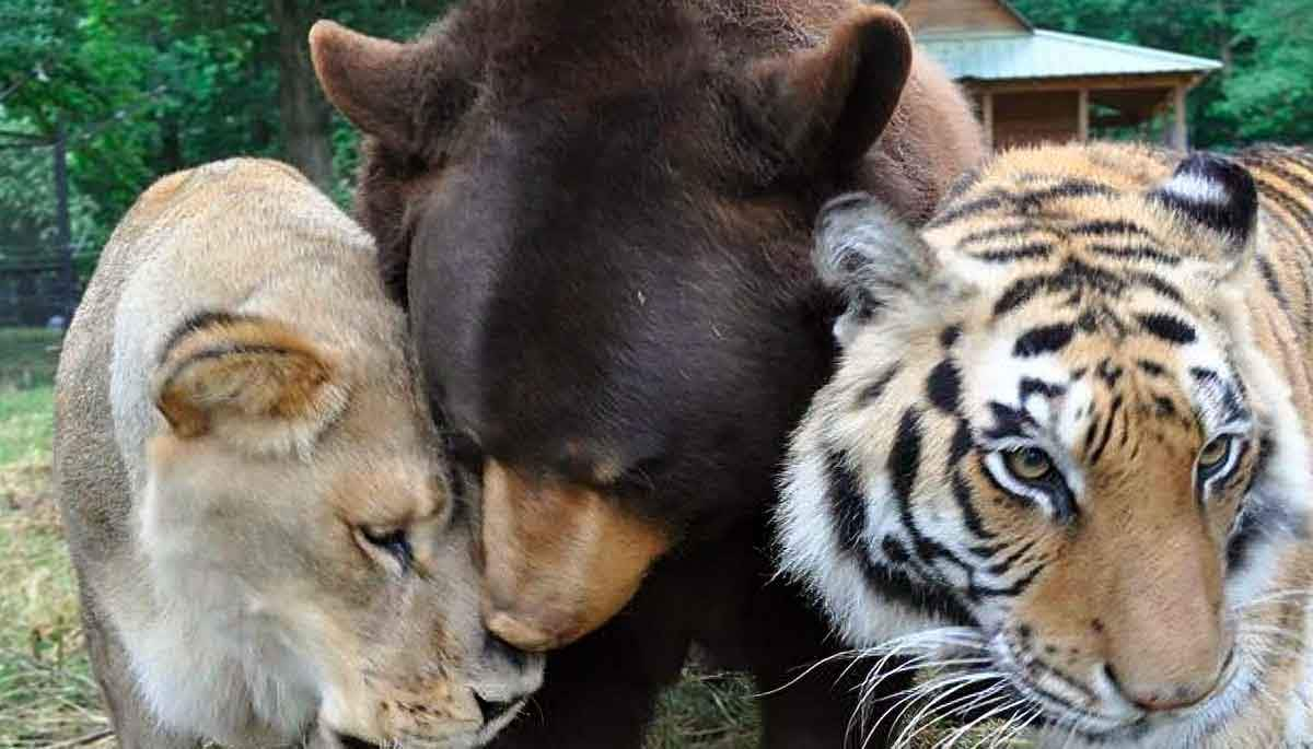 Baloo the bear Shere Khan the tiger and Leo the lion