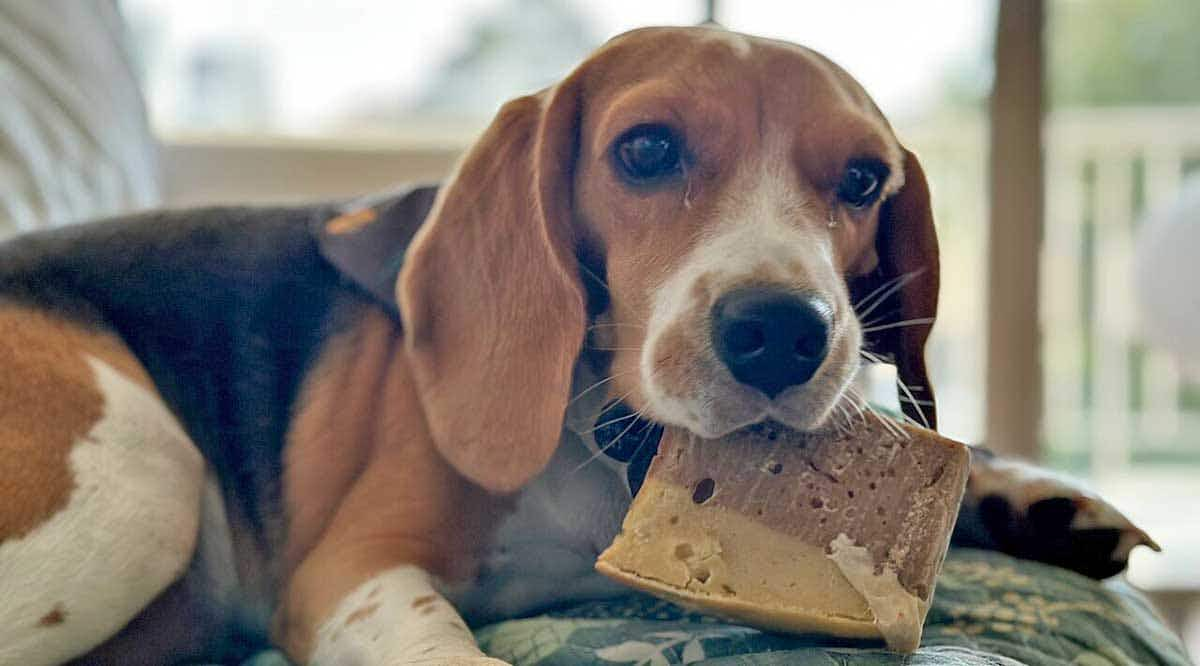 Beagle eating a dog cake