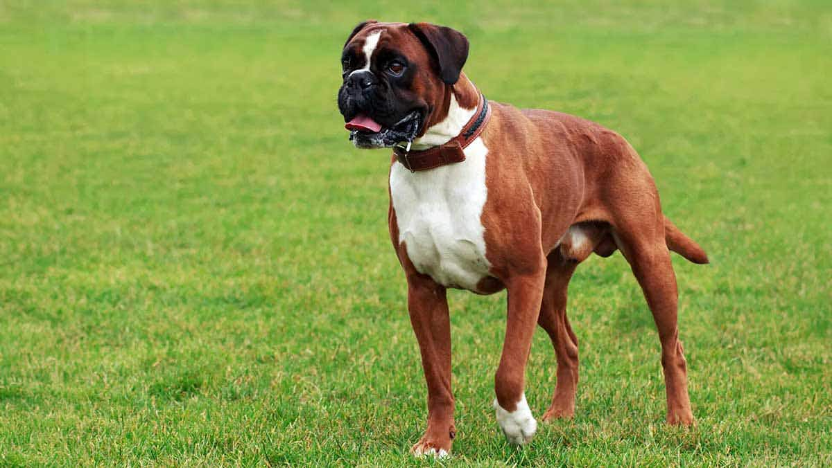 Boxer dog