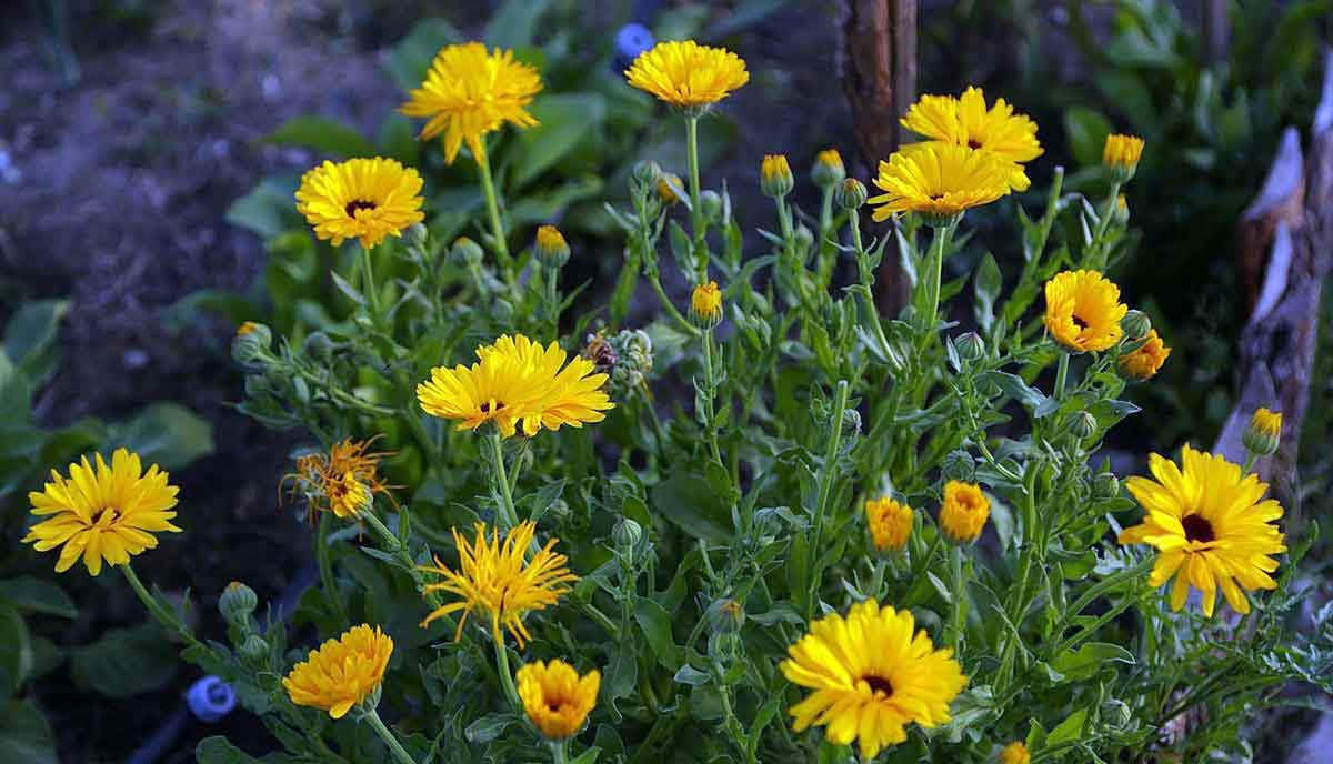 Calendula flowers