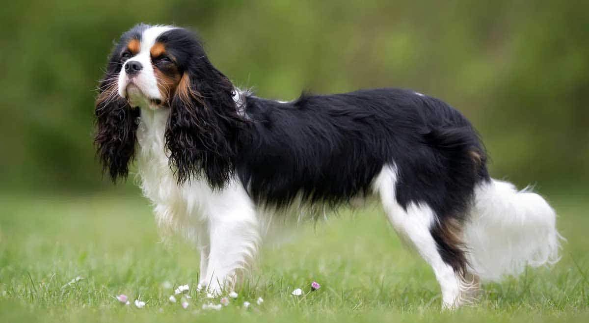 Cavalier King Charles Spaniel dog