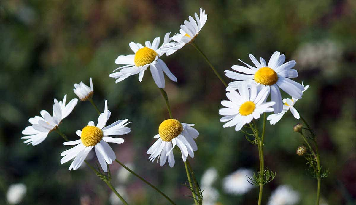 Chamomile