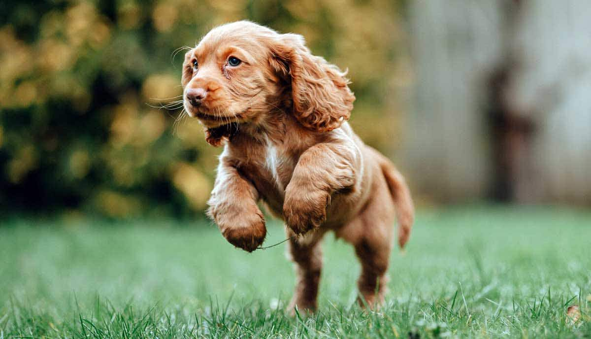 Cocker spaniel puppy