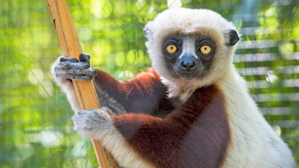 Coquerels Sifaka lemur