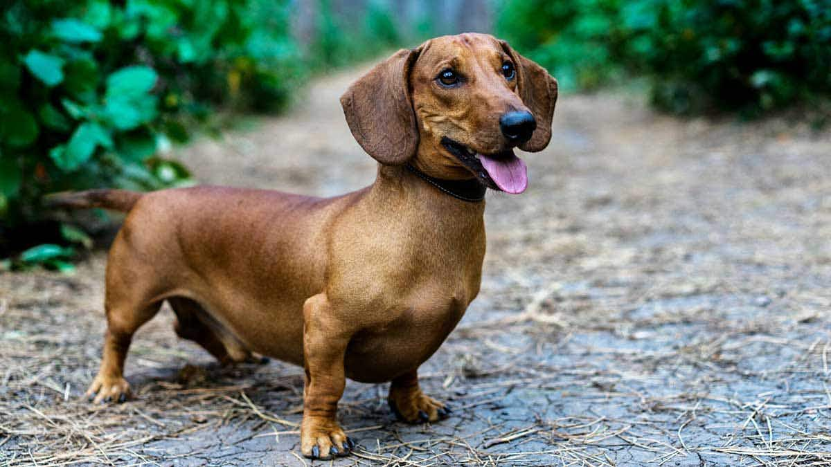 Dachshund