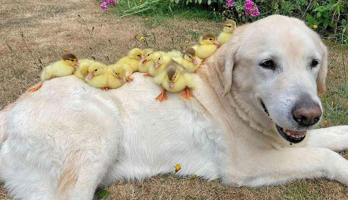 Fred the dog raises duckling