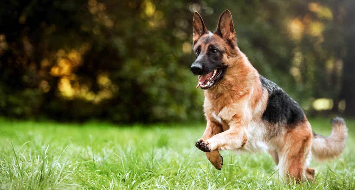 German Shepherd