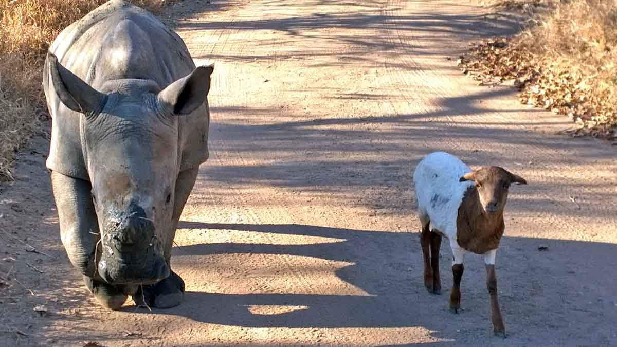 J aime the rhino and Joey the lamb best friends