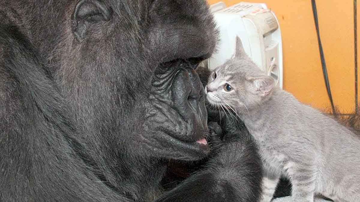 Koko the gorilla and her cat