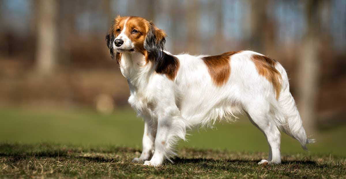 Kooikerhondje