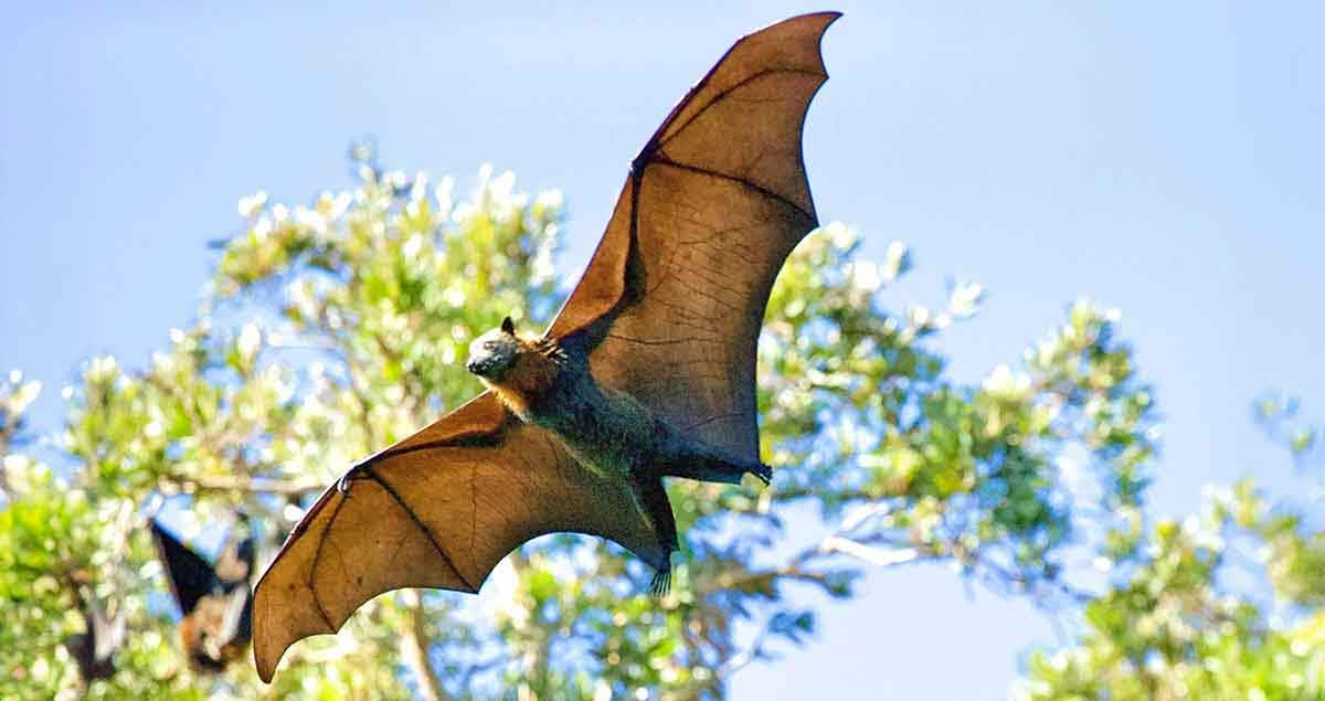 Madagascar flying fox largest bat