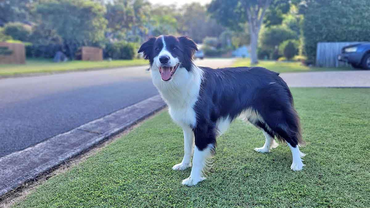 Male Border Collie Standing