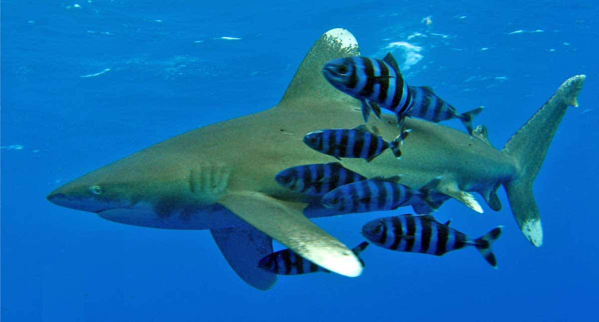 Oceanic Whitetip Shark