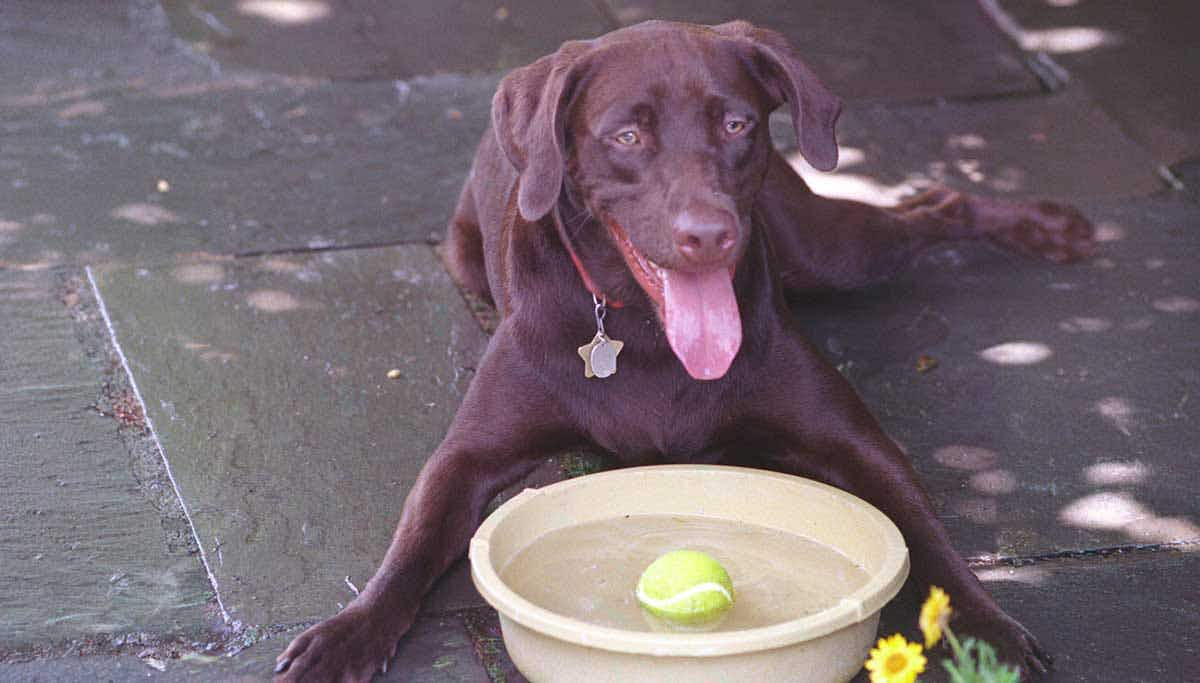 Photograph of Buddy the Dog Drinking from his Water Bowl on the Patio 07 12 1998 (6461537025) (cropped)