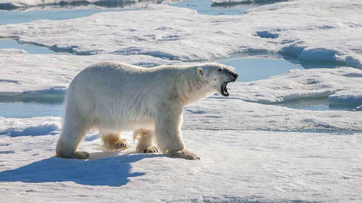 Polar bear after unlucky hunt for a seal