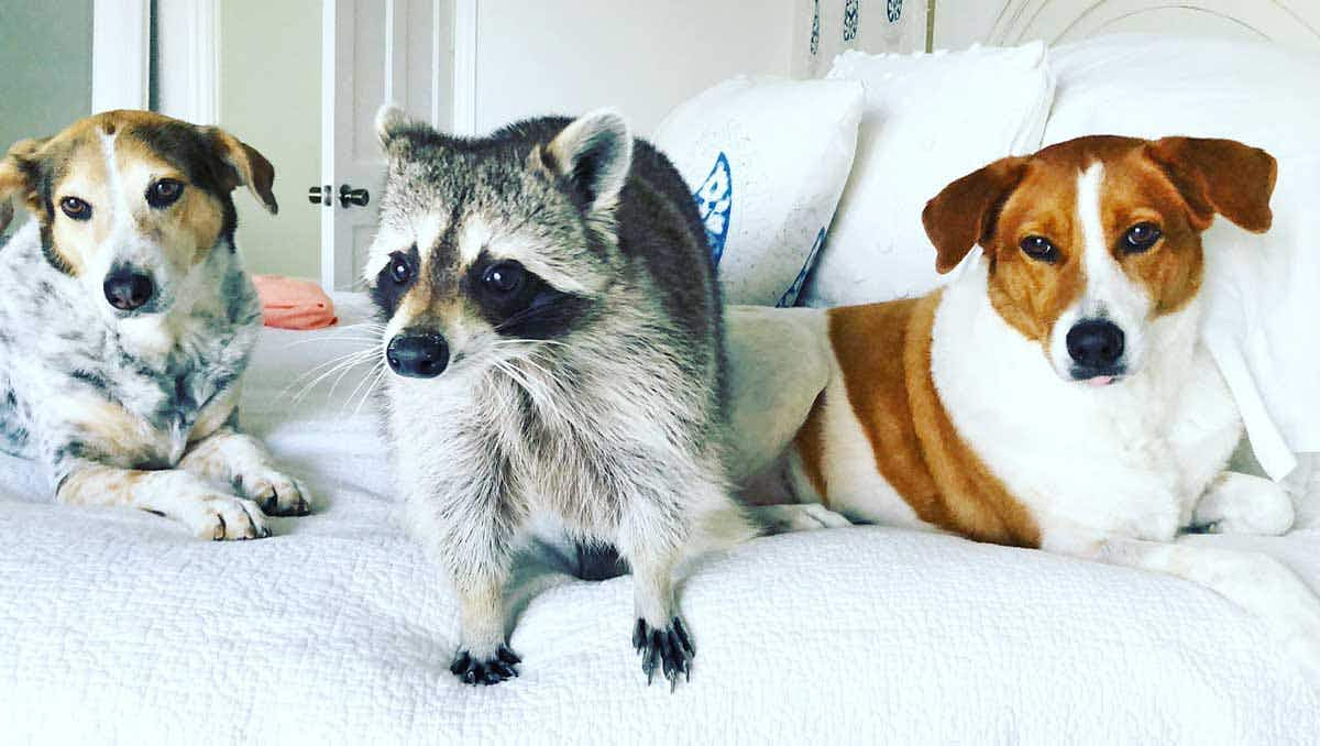 Pumpkin the raccoon with dogs Toffee and Oreo