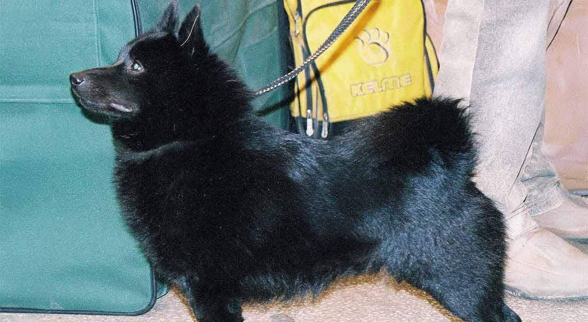 Schipperke gismo