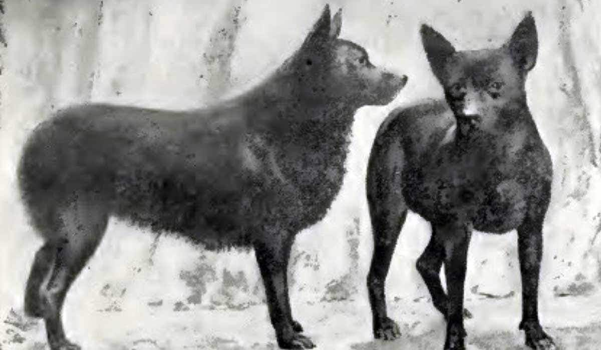 Schipperkes circa 1897