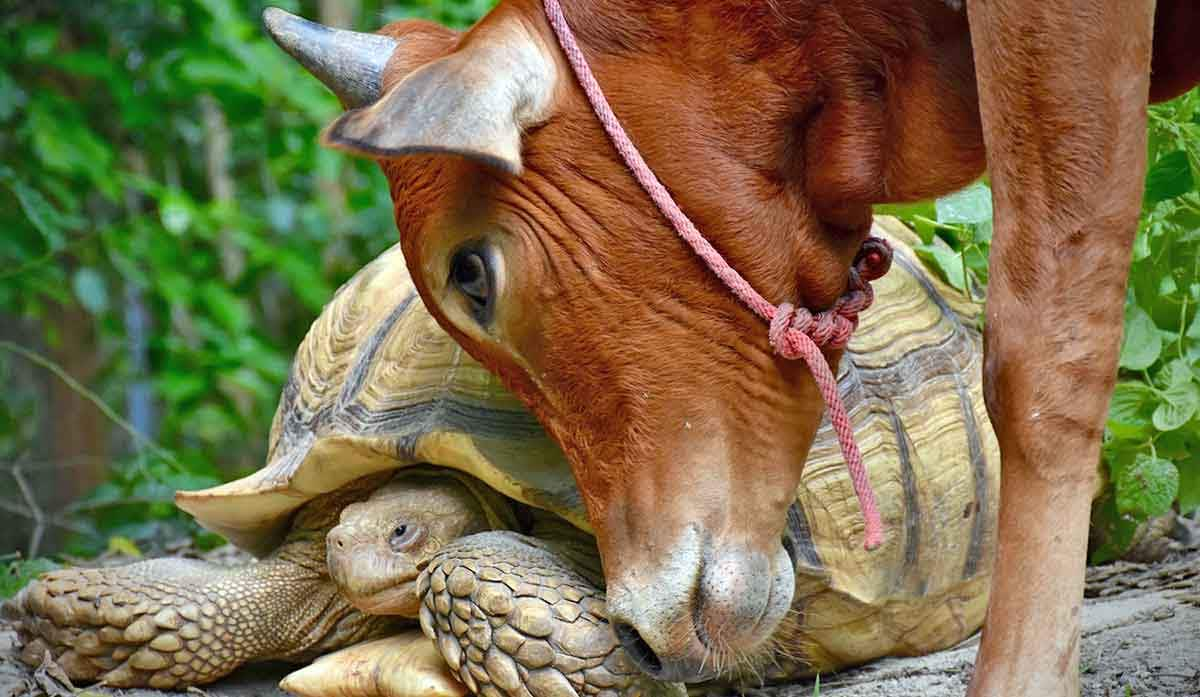 Simon Cow ell and Leonardo the tortoise