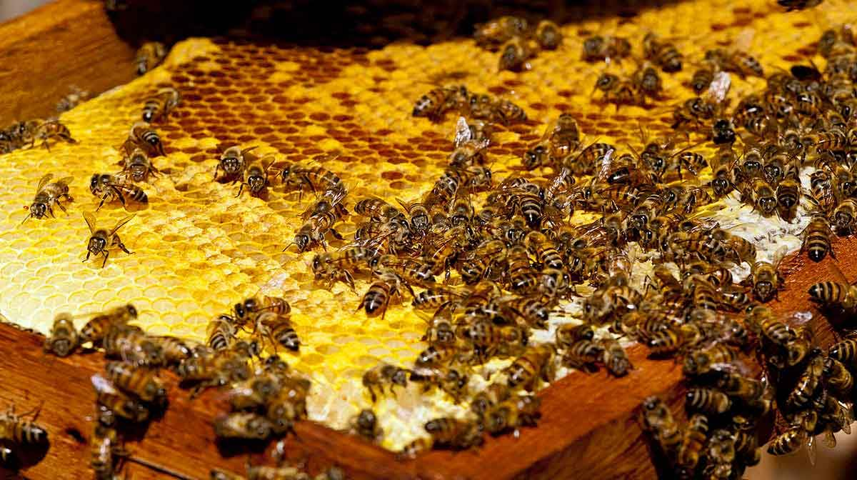 Swarm of Africanized honey bees