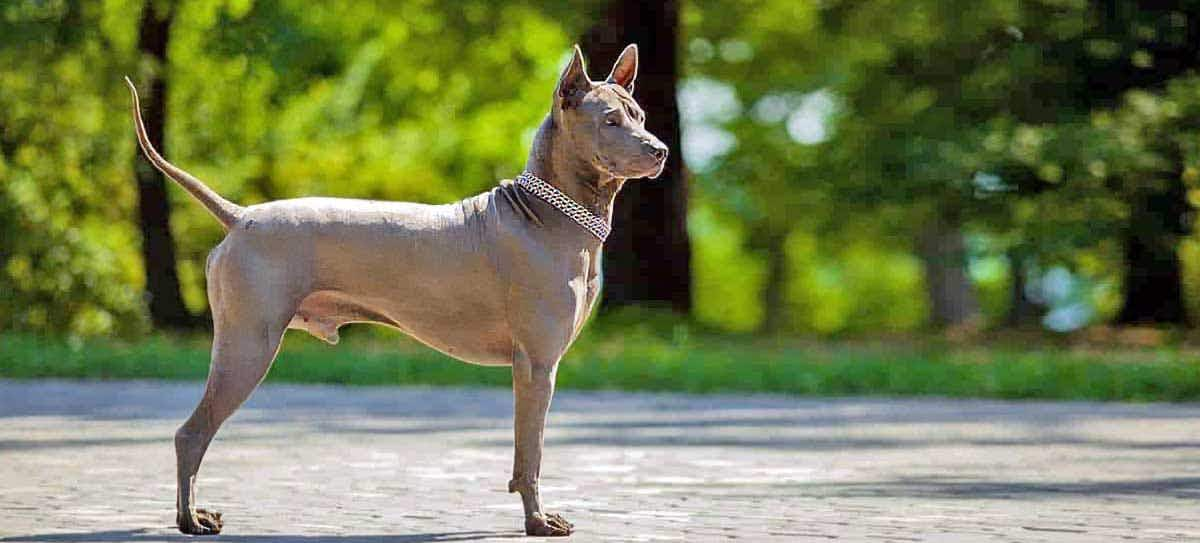 Thai Ridgeback