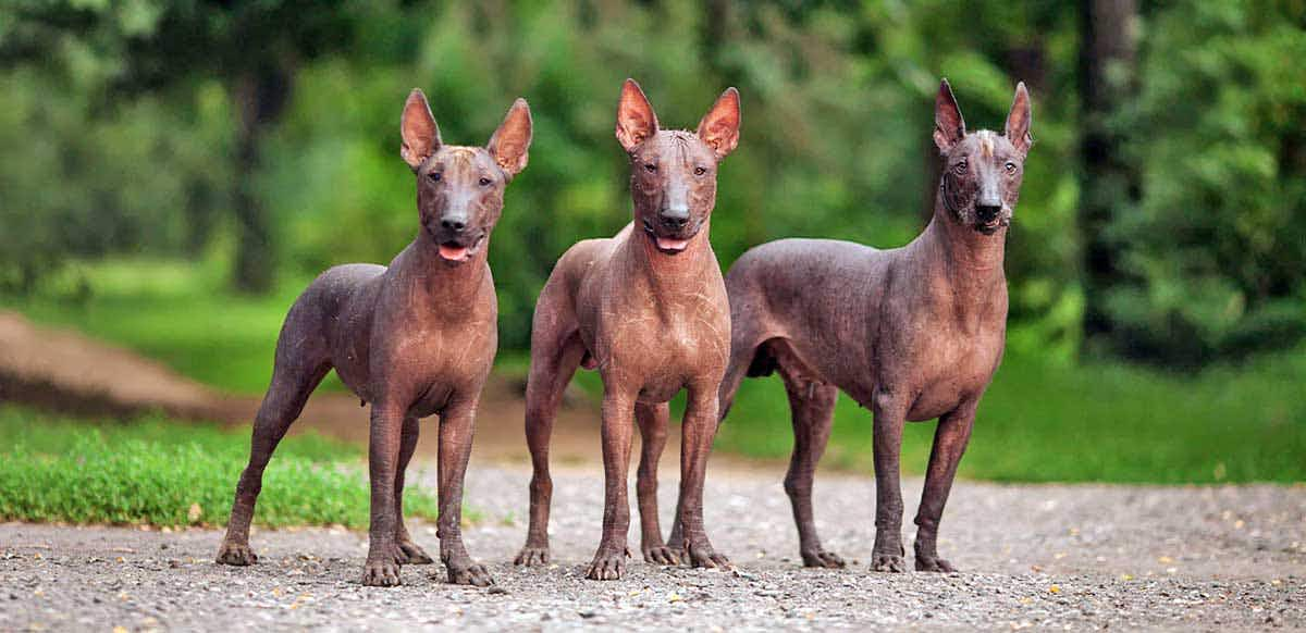 Xoloitzcuintli