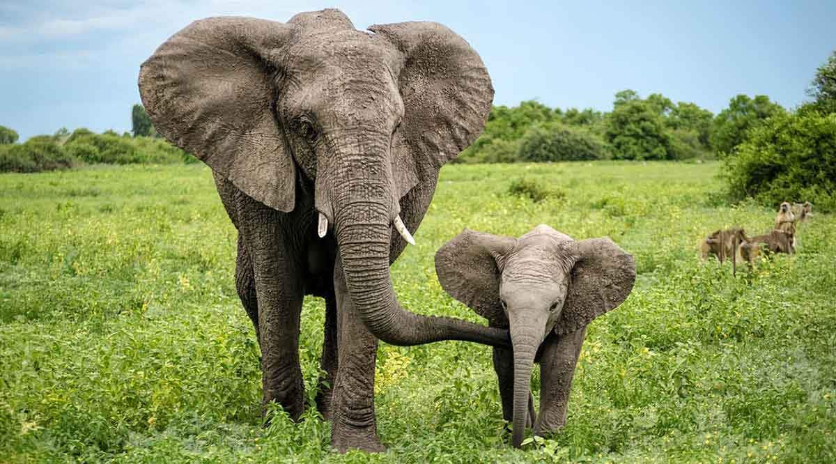 adult elephant with baby