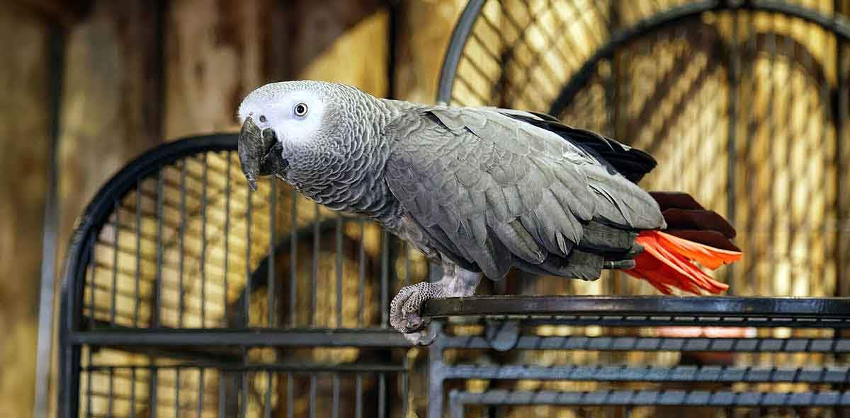 african grey parrot cage