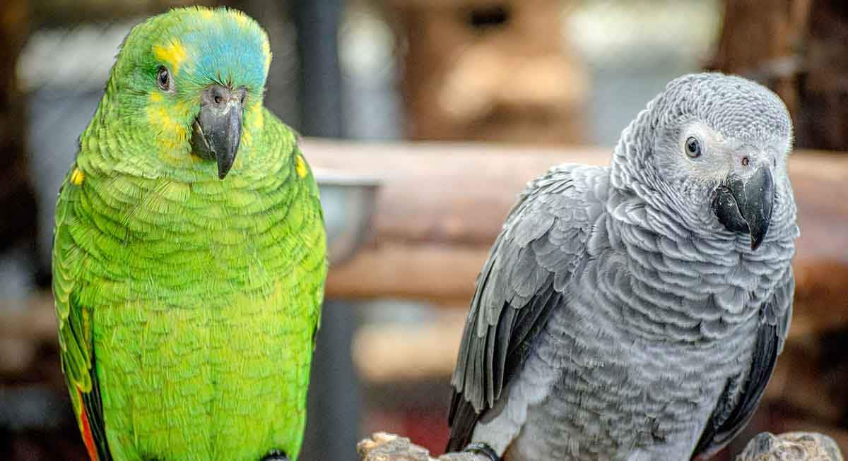 amazon parrot african gray parrot