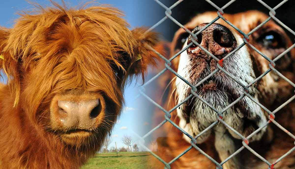 animal rights vs animal welfare difference