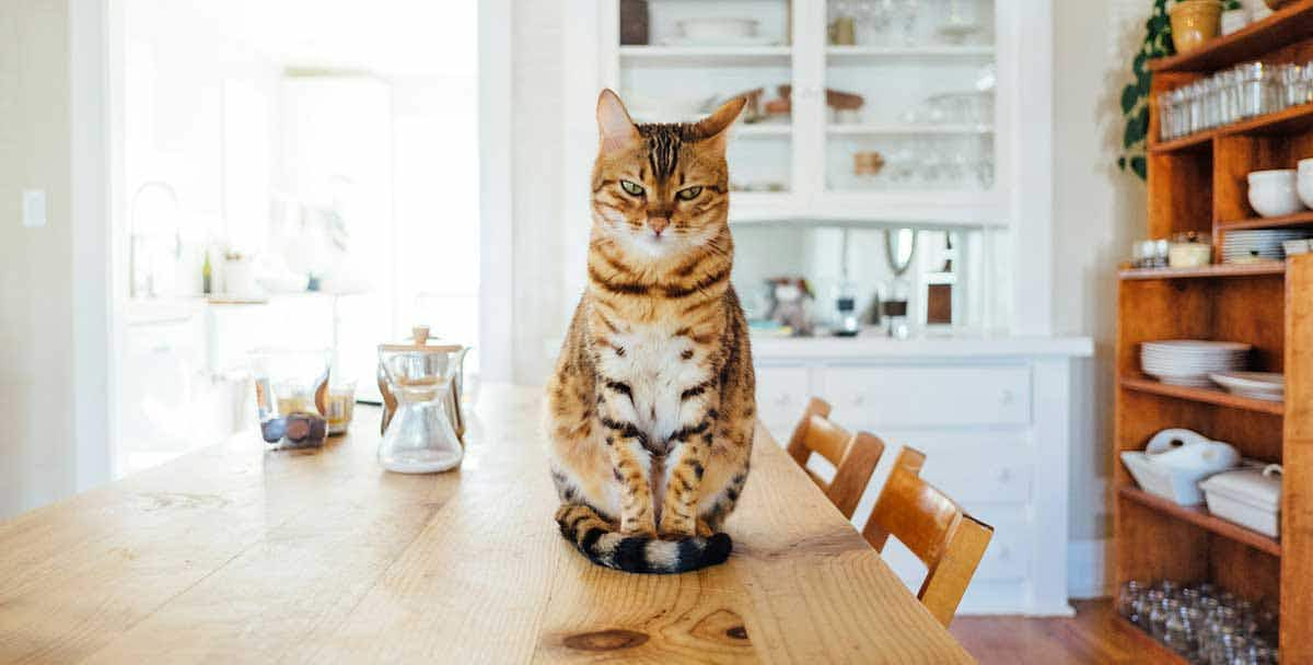 annoyed cat standing table