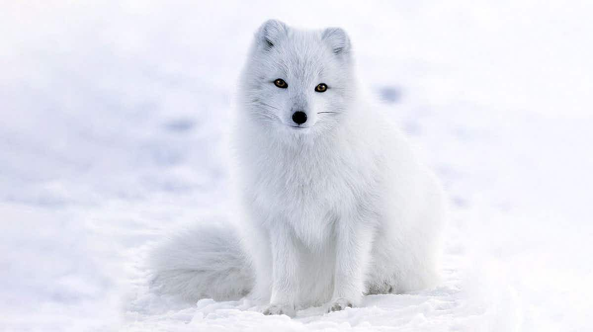 arctic fox