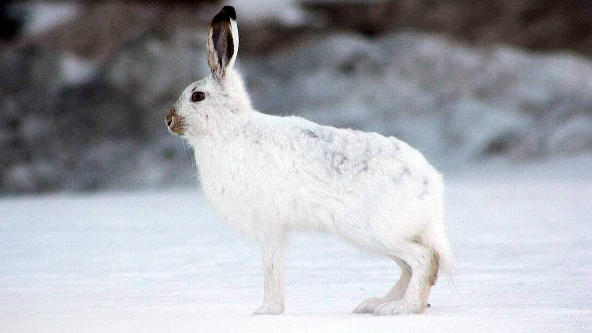 arctic hare