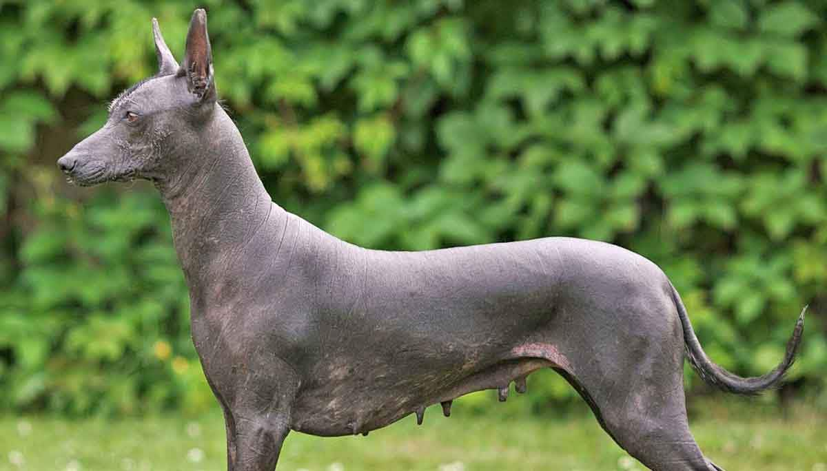 argentine pila dog staning in field