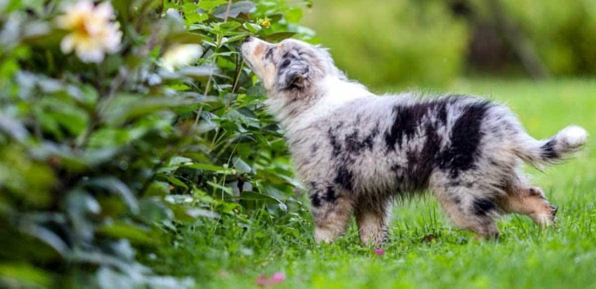 aussie smelling flowers