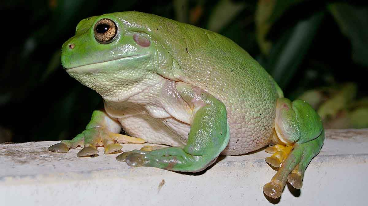 australian green tree frog