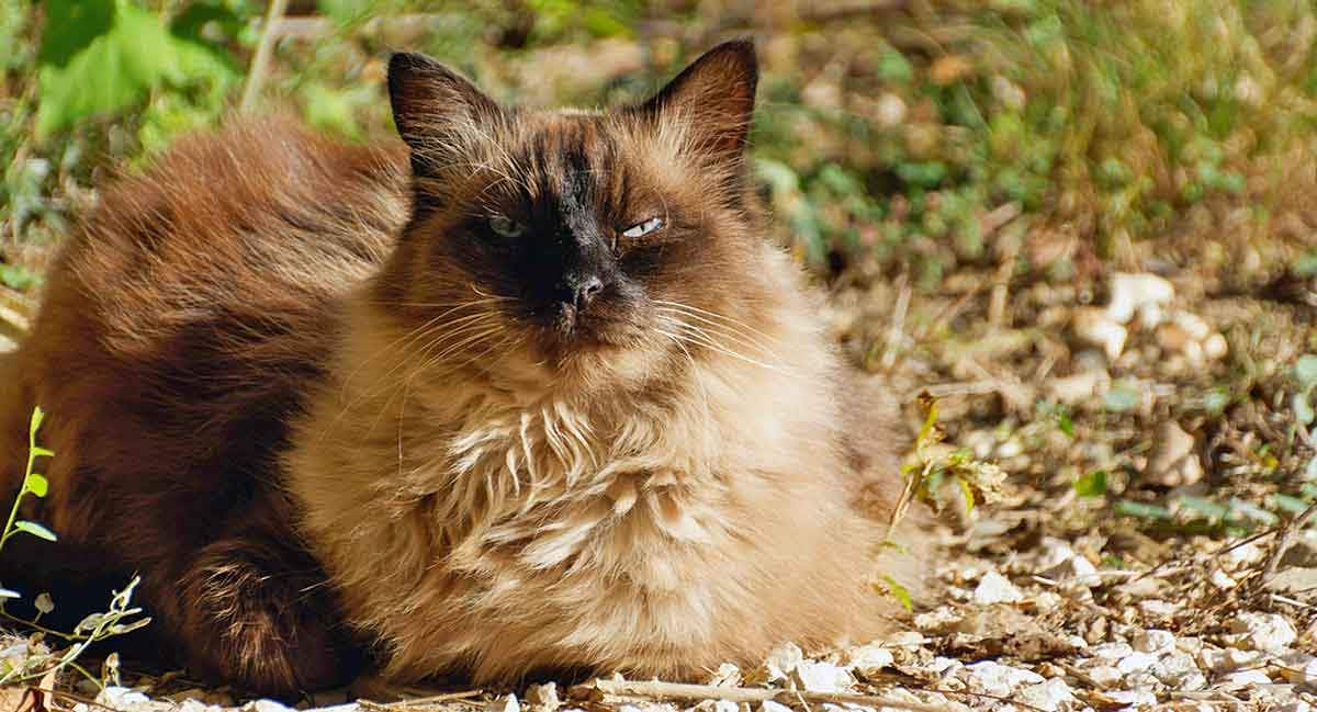 balinese cat