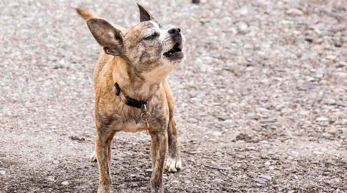 barking chihuahua