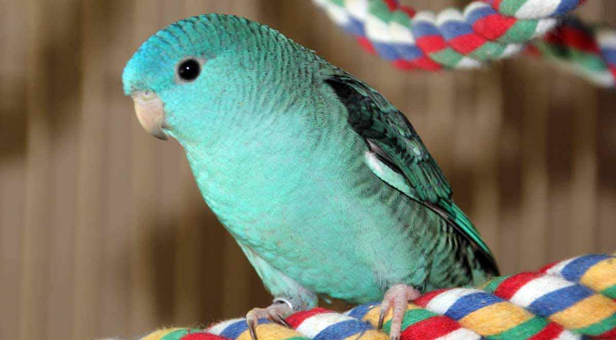 barred parakeet