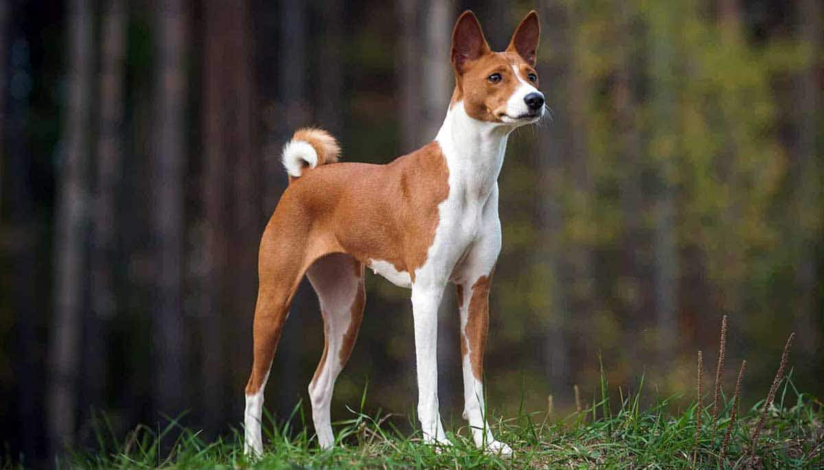 basenji