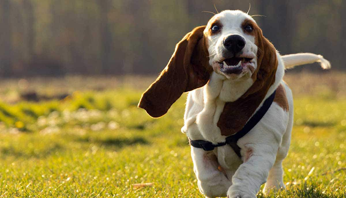 basset hound running through grass