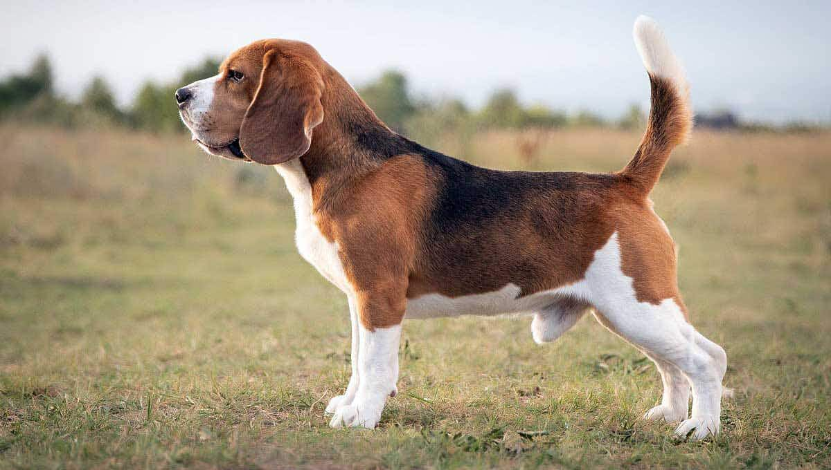 beagle