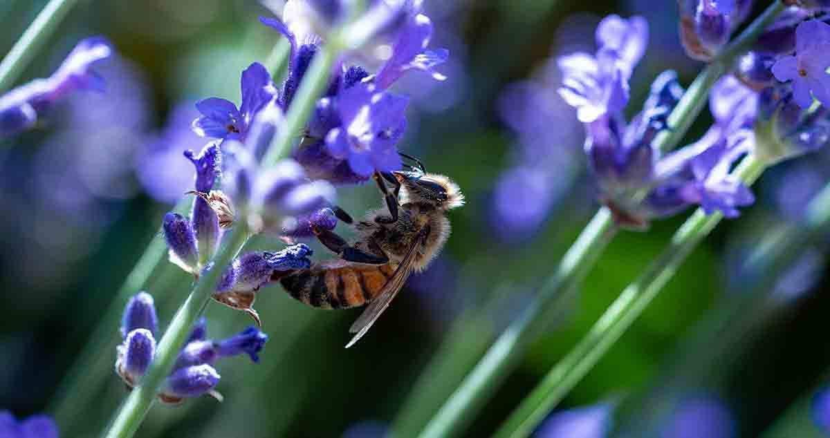 bee on a flower