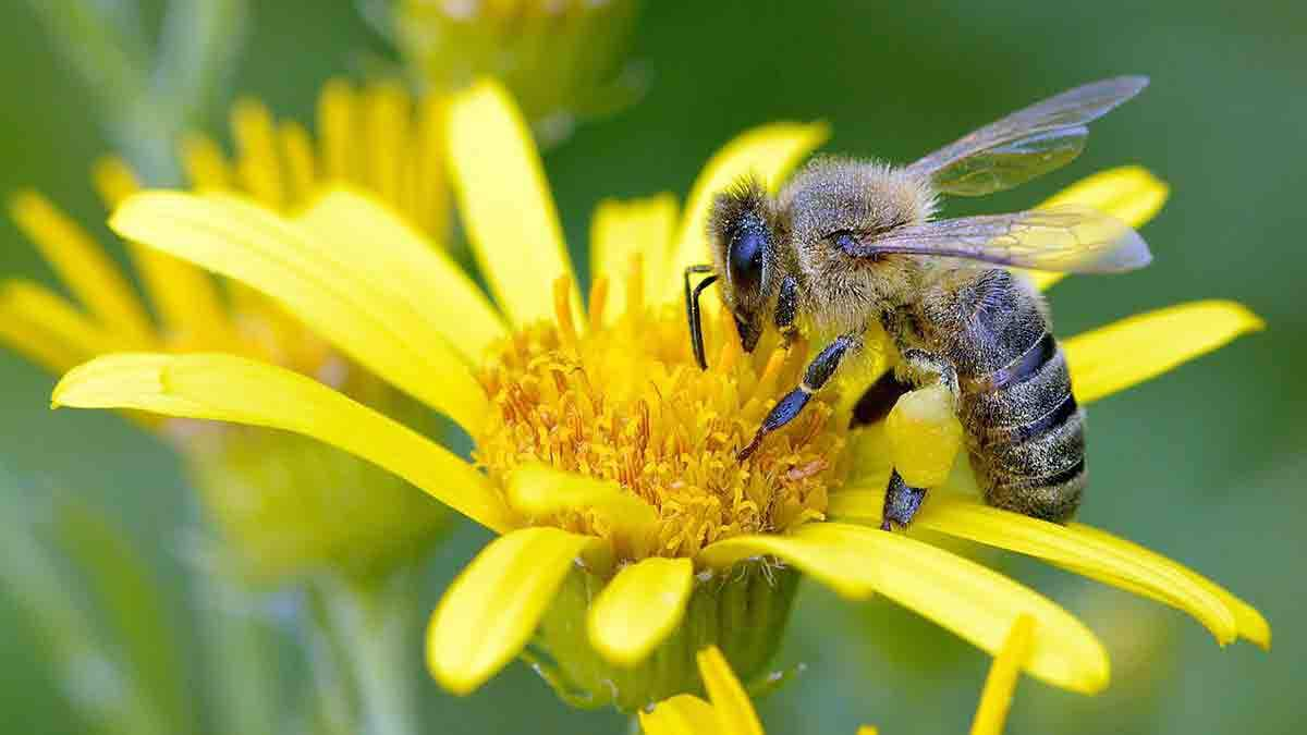 bee on yellow flower