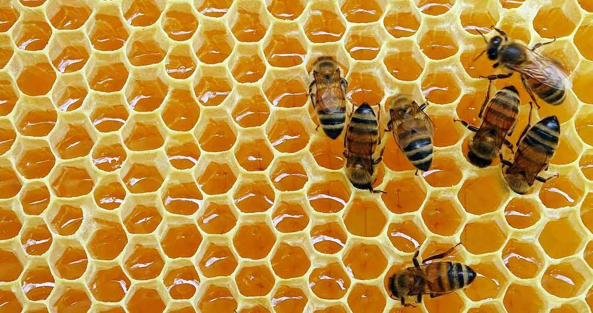 bees on honeycomb